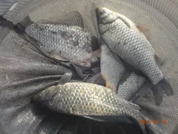 입석 낚시터4월14일 조황안내(토종댐붕어)