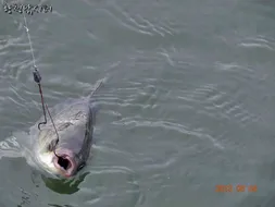 [강화도 황청낚시터] 주말조황~8월4일/ 지렁이짝밥