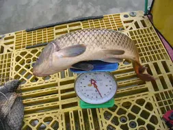 망중한(忙中閑)