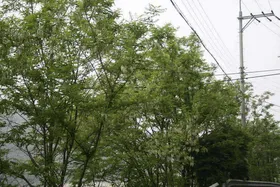 배수기를 비웃는 붕순이가....(전형적인 토종터임)