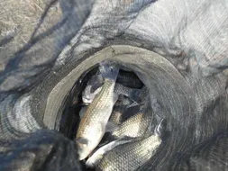 가평-은행나무낚시공원 조황(4월10일)