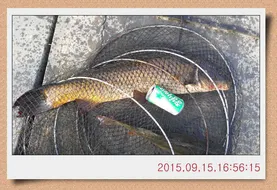 충남 아산 월선낚시터 9월 셋째주 조황정보