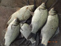 입석 낚시터11월26일 조황안내(토종댐붕어)