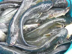 일직낚시터 ...조황입니다