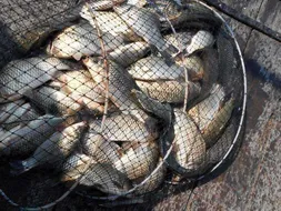 개심낚시터의 7월 마지막주 모습