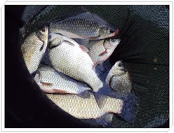 천고어비의 계절, 가을의 문턱에서...