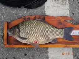 입석 낚시터11월27일 조황안내(토종댐붕어)