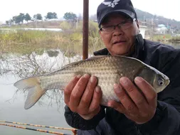 영인지는 개들도 붕어를 물고다닙니다..^^