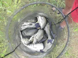 안성 죽산 용설지 월척행진