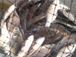 2012년 첫 물낚시 조황입니다.