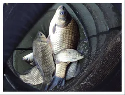 의암호 현암의 월척&덩어리외 마릿수 조황소식입니다.