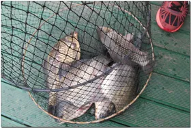 춘천  의암호 자갈섬 붕어!!