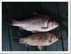 의암호 현암의 조황소식입니다.