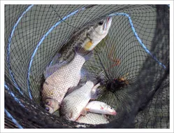 의암호 현암의 조황소식입니다.