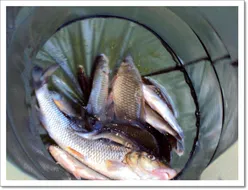 의암호 현암의 조황소식 입니다.