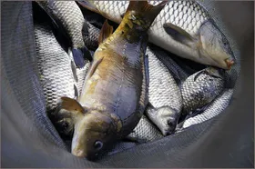 붕어 향어 잉어 삼종세트....