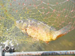 송화가루 흩날리며 밤낚시는 호조황