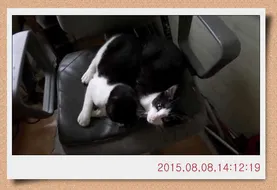 충남 아산 월선낚시터 8월 둘째주 조황정보 및 정기방류 소식