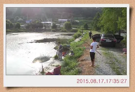 충남 아산 월선낚시터 8월 셋째주 정기방류 소식