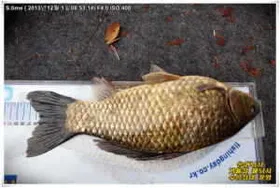 토종붕어 이쯤되어야~