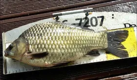 18.05.24 송전지 서울집 조황