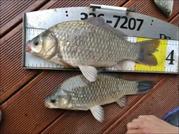 18.05.22 송전지 서울집 조황