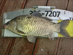 18.05.13 송전지 서울집 조황