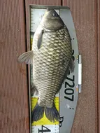 18.05.15 송전지 서울집 조황