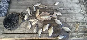 고삼저수지 마리수 손맛 보세요!!