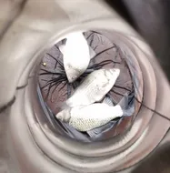 송전지 제일좌대 조황입니다.