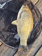 겨우내  대량방류