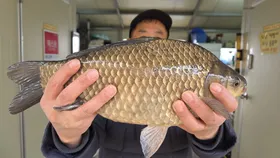 고삼지 호조황에 사짜붕어 !!!