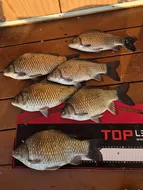 송전지 제일좌대 조황입니다.