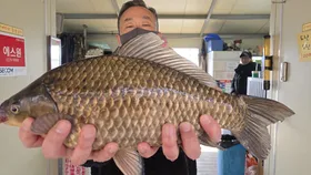 양촌좌대 사짜조황 !!