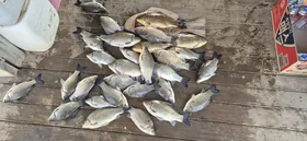 꽝없는 고삼지 양촌좌대 조황!!