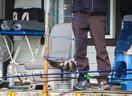 안성 두메낚시터 4월3일 출조는 손맛이다!