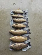 겨우내  대량방류