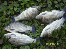 "부연지" - 주중 꾸준한 조황의 부연지!!