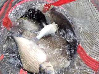 장계지에아름다운날들