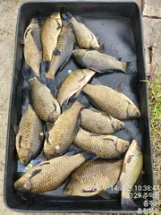 화곡낚시터 조황정보 