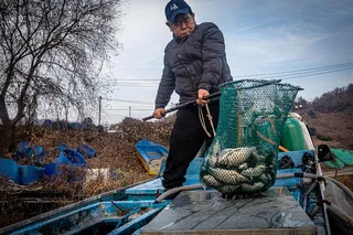 안성 두메낚시터 11월 23일 조황정보