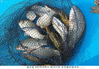 지난밤에는 입질도 시원하게.....