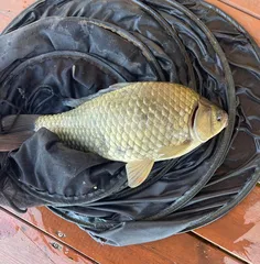 송전지 제일좌대 조황입니다.