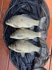 송전지 제일좌대 조황입니다.