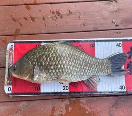 송전지 제일좌대 조황입니다.