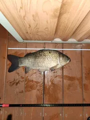 송전지 제일좌대 조황입니다.