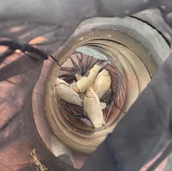 송전지 제일좌대 조황입니다.