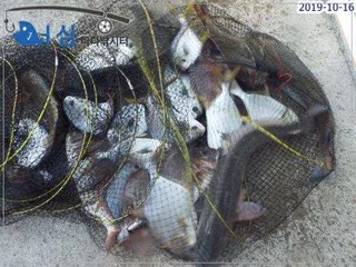 10월16일 어심바다낚시터조황