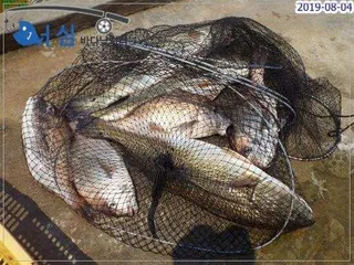  -  8 월4일 어심바다낚시터조황