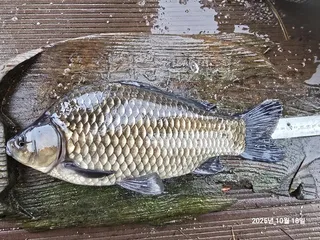 용담대물낚시터 